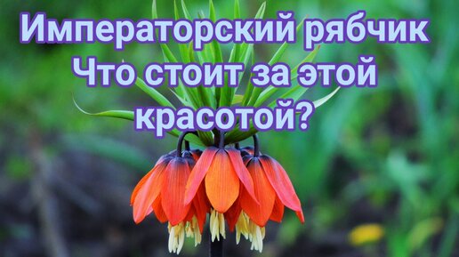 Императорский рябчик. Что стоит за этой красотой