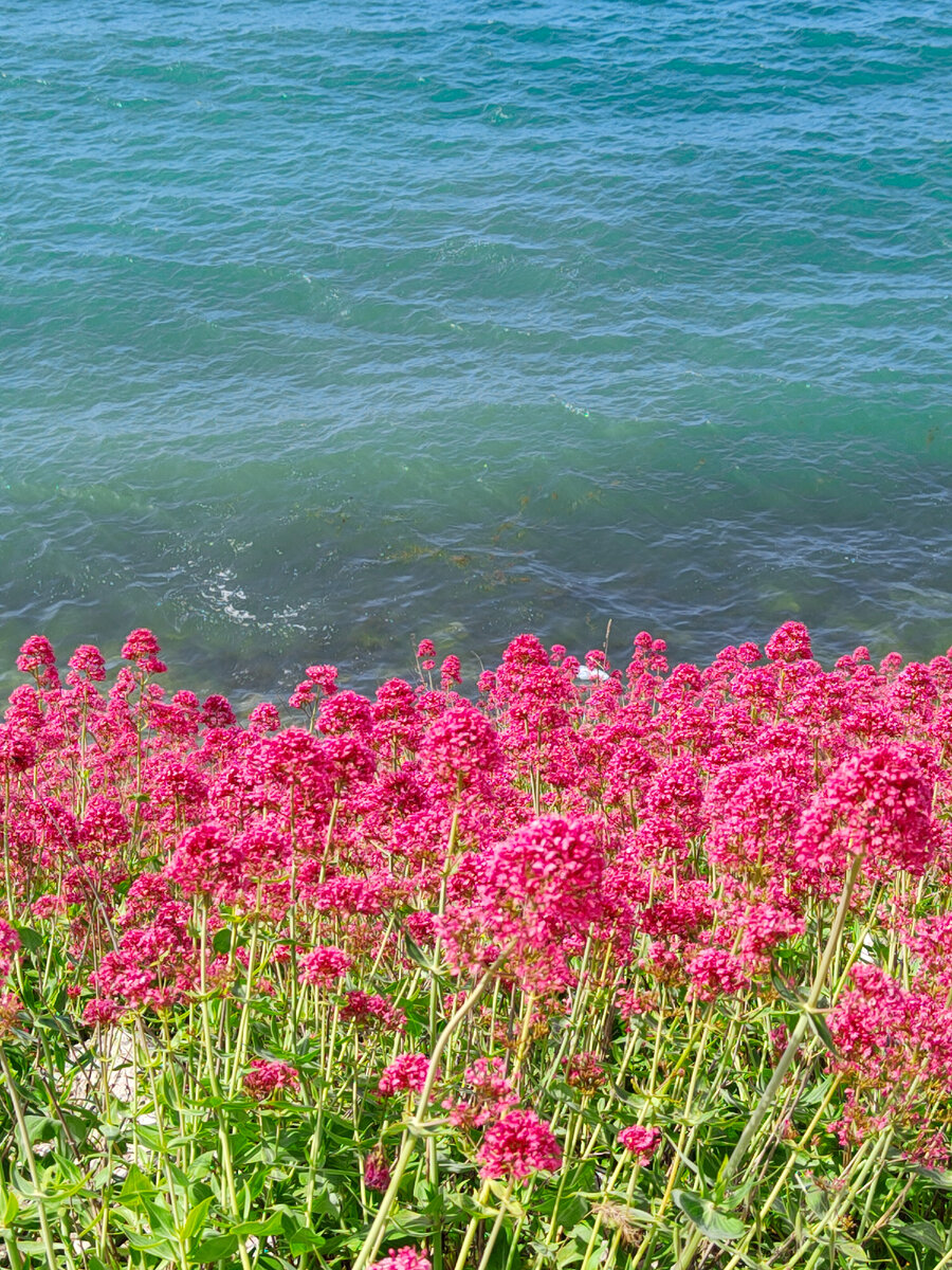 Цветущий крым