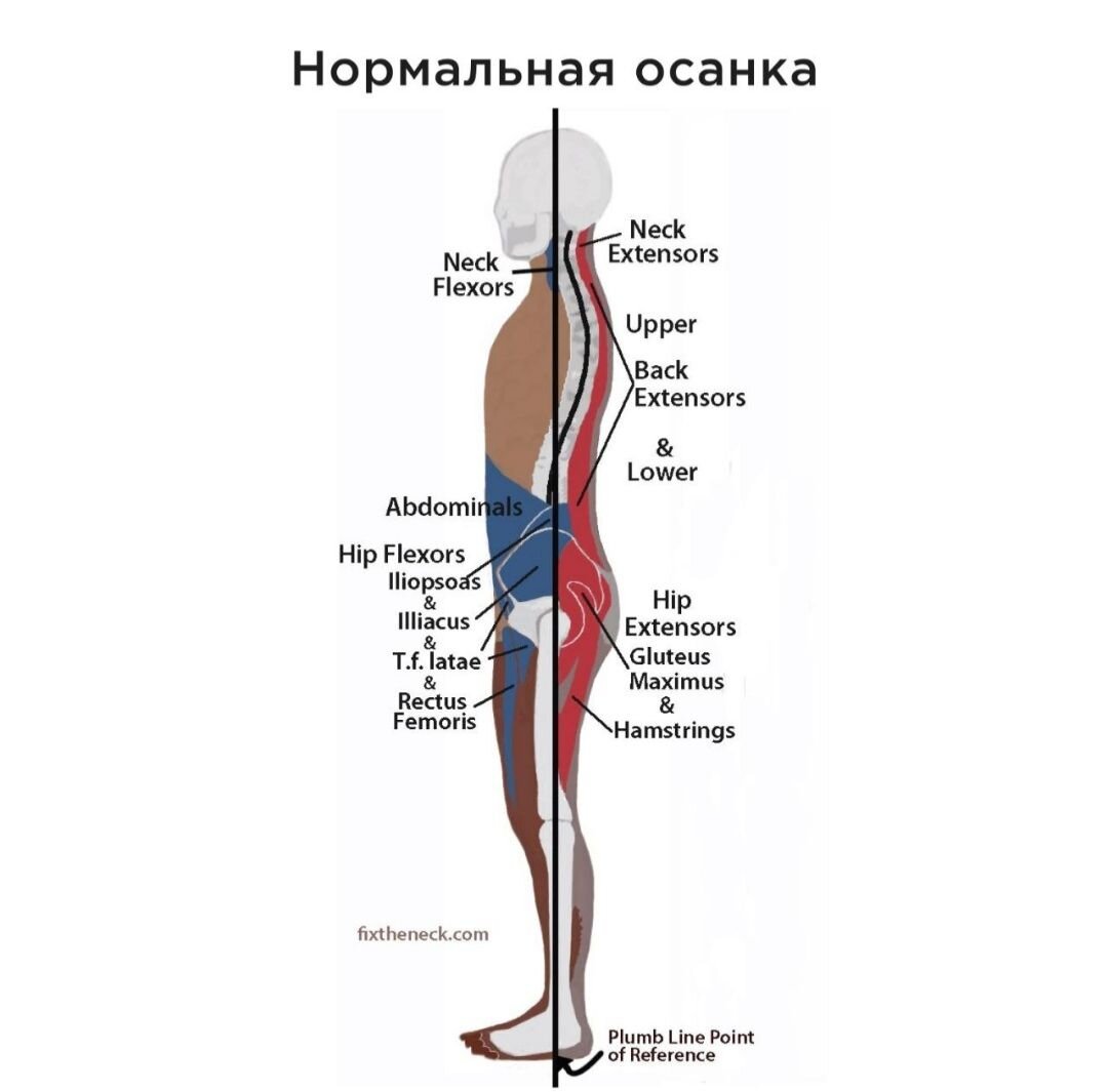 Нормальная осанка