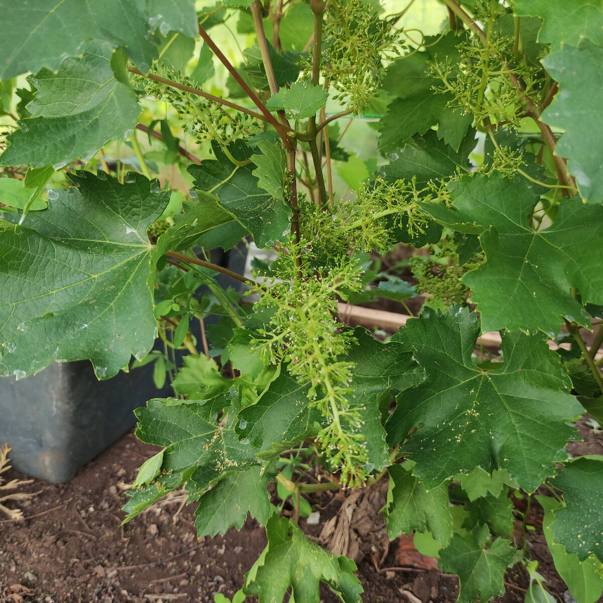 Развитие кустов винограда в теплице в условиях экстремальной весны