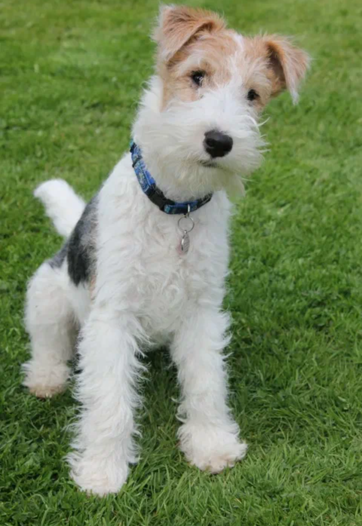 Фокстерьеров изначально разводили как охотничьих собак: они должны были выгонять лис из нор.