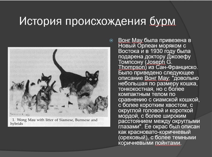 Вероятнее всего Вонг Мау была окраса минк, а не сепия