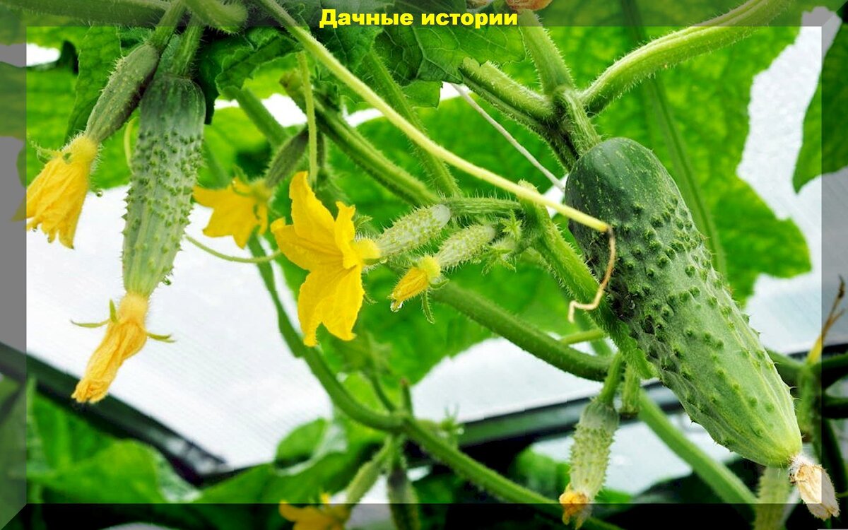 https://vk.com/photo-159774511_457254299