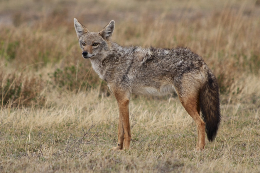 Обыкновенный шакал