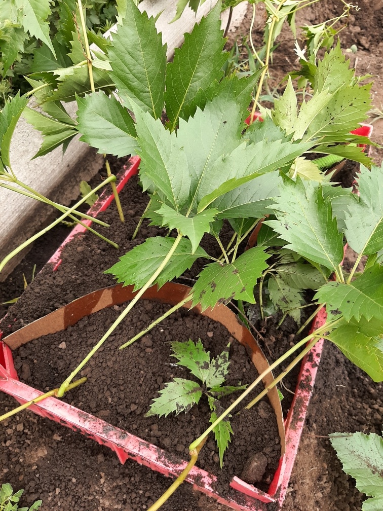 Красивые свежие отводки. Правда длинные и путаются. Наверное, я опять сделала что-то не так.