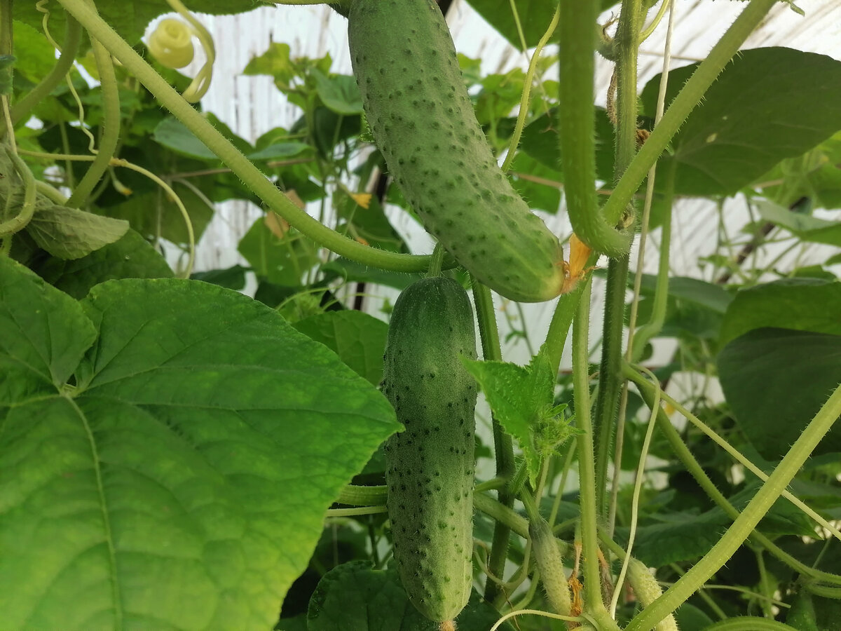 Да, чуть не забыла: вся эта история про огуречный сорт "Герман". За 30 лет огородничества так и не нашла ему замены. 