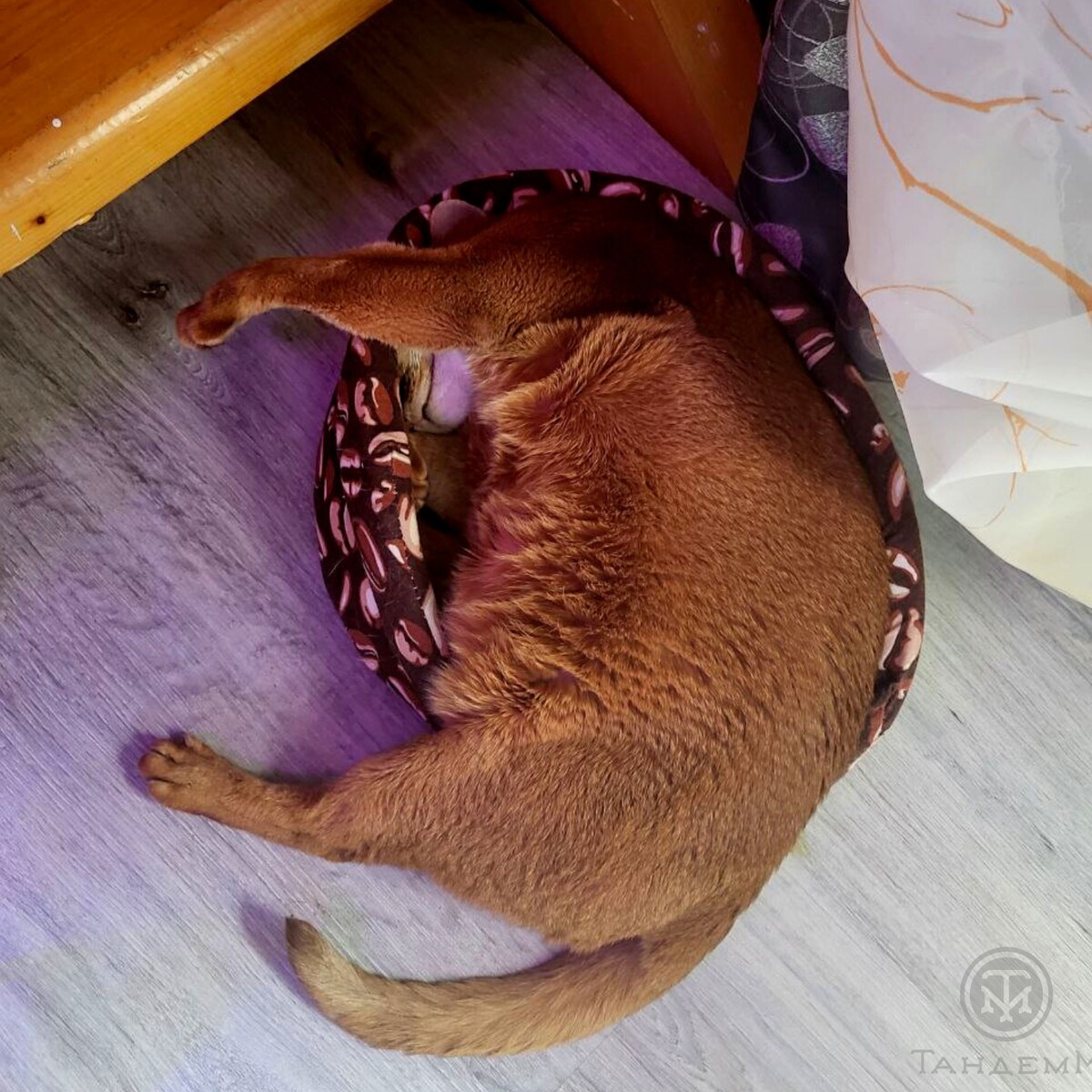 Кот Орандж Джус