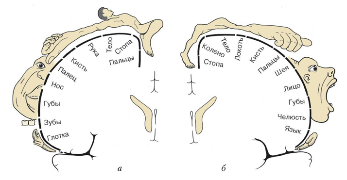 Продолжение первой части.   Считается, что в коре головного мозга есть проекция всех частей тела. Даже составлена подробная карта. Вариантов таких подробных карт в интернете можно найти множество.