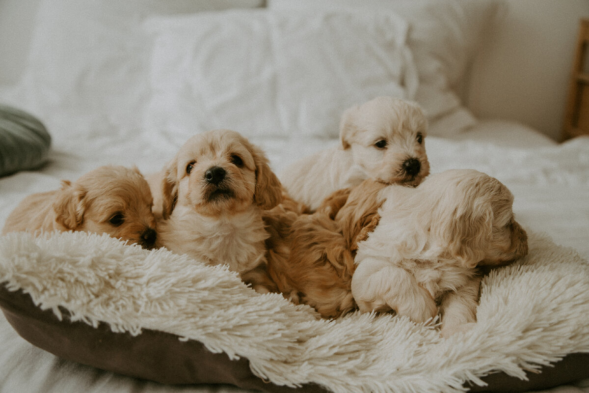 Щенки мальтипу из питомника Мимими