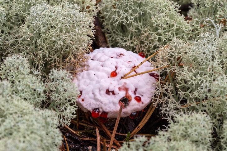    Фото сайта "Грибы Сибири"