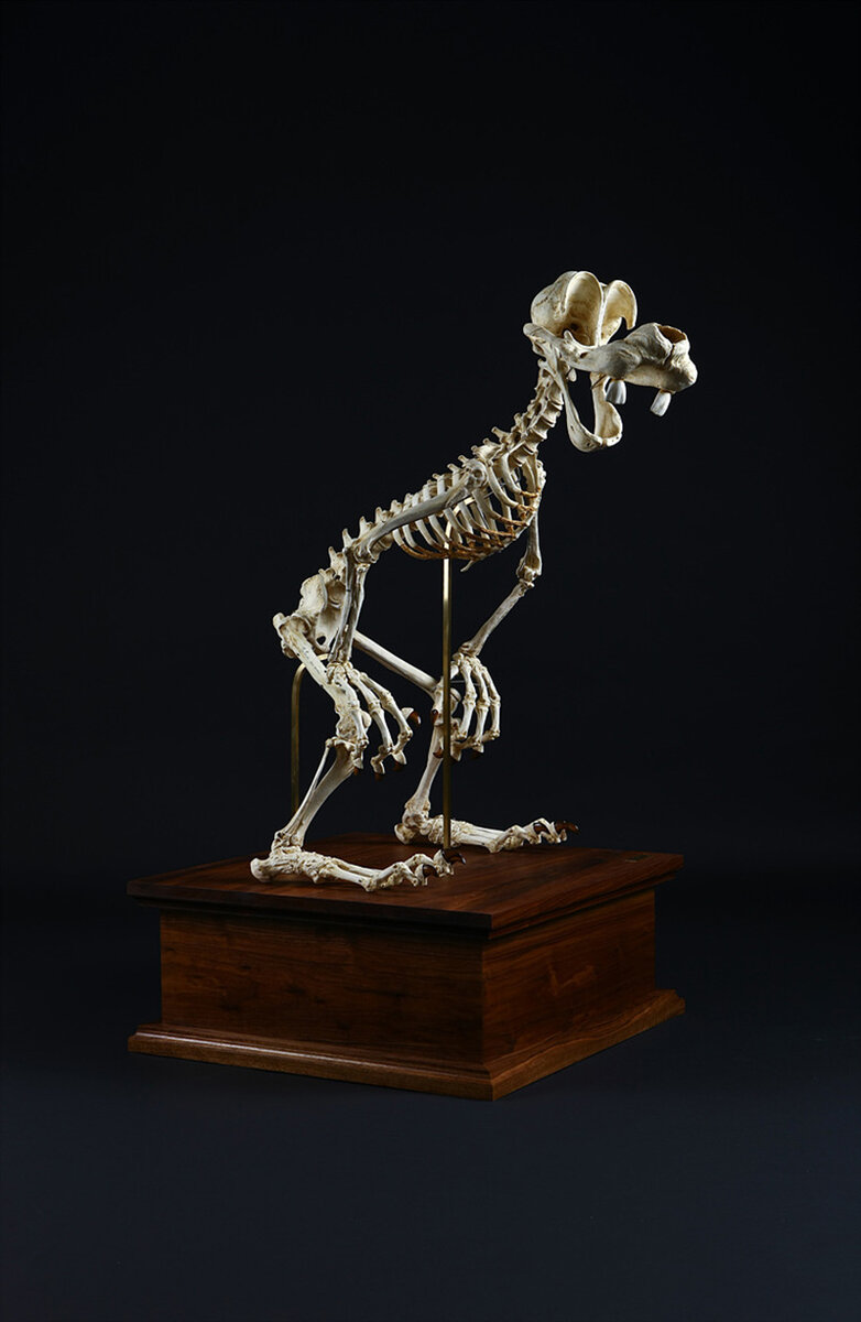 Скелеты мультипликационных персонажей. Скелеты Диснеевских персонажей. Скелеты известных людей. Мультяшные скелеты выставка.