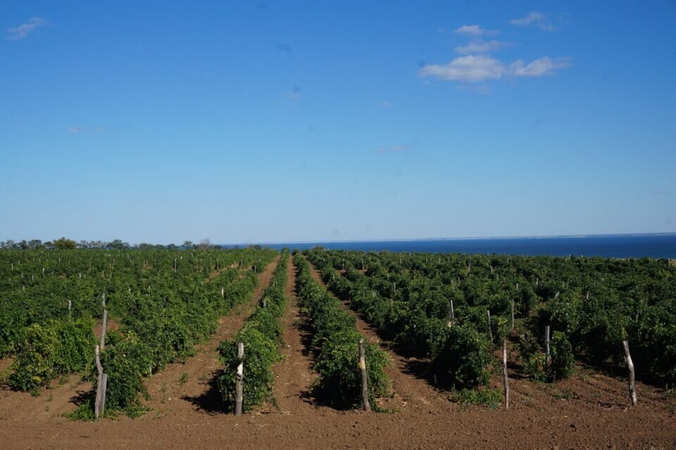    виноградники «Цимлянские вина» // фото: kopchen.ru