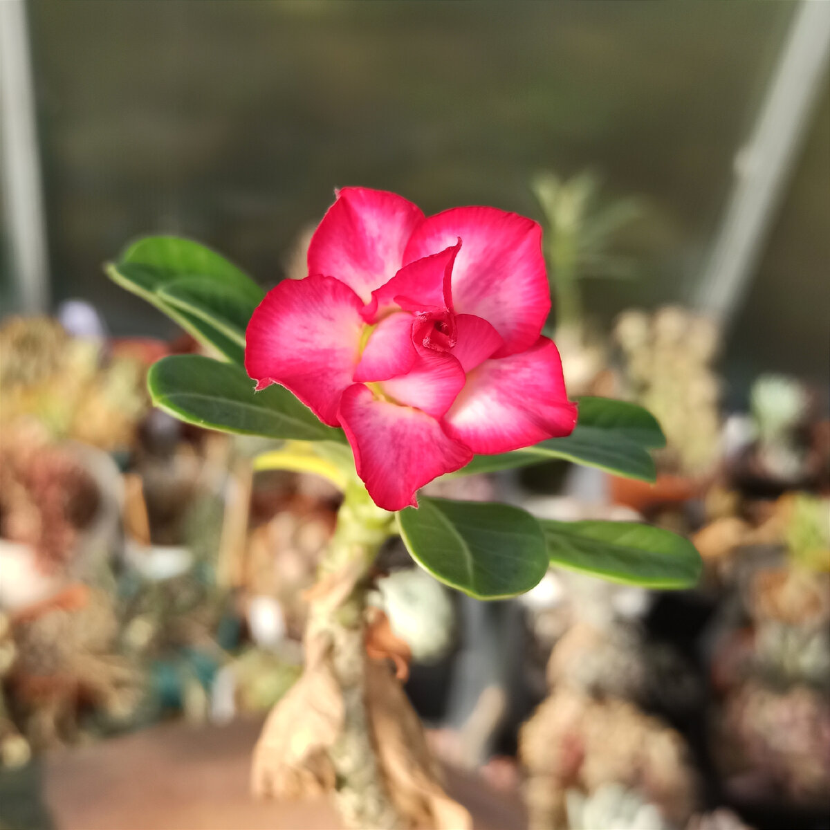 Adenium Obesum Triple Flower JANE EYRE