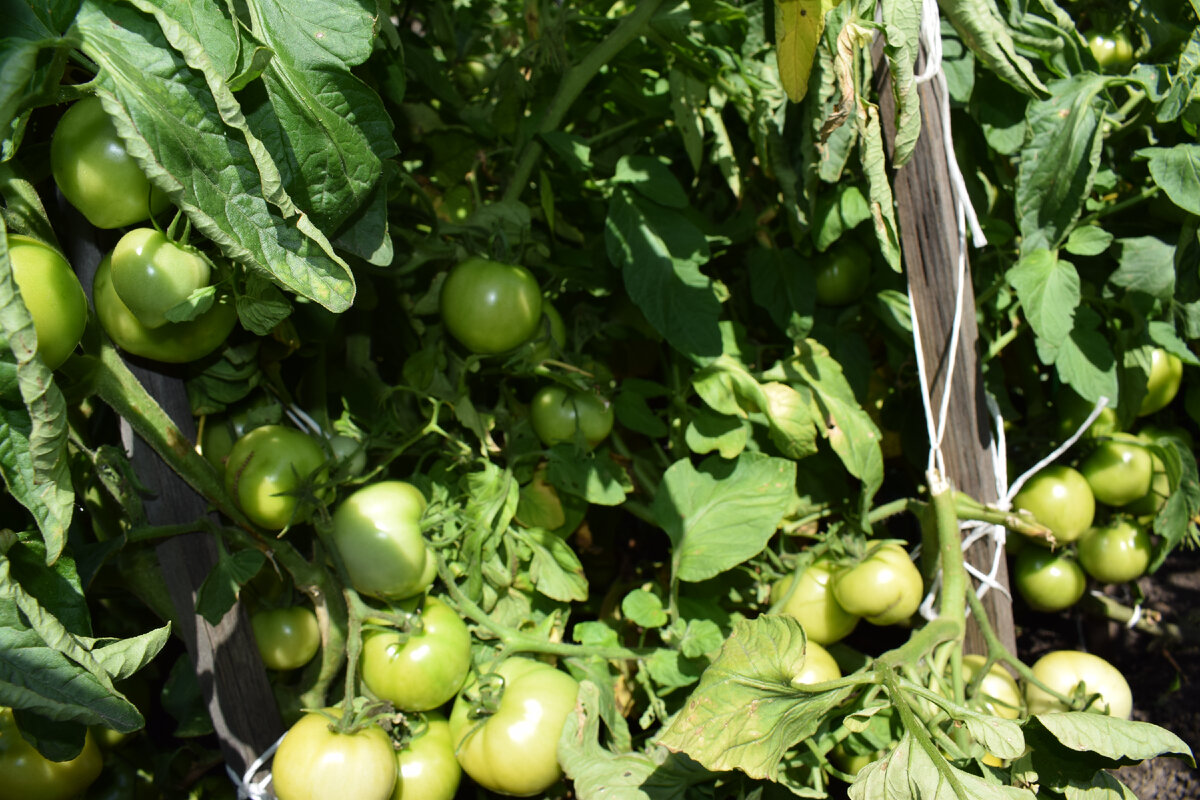 плодов очень много(фото автора)