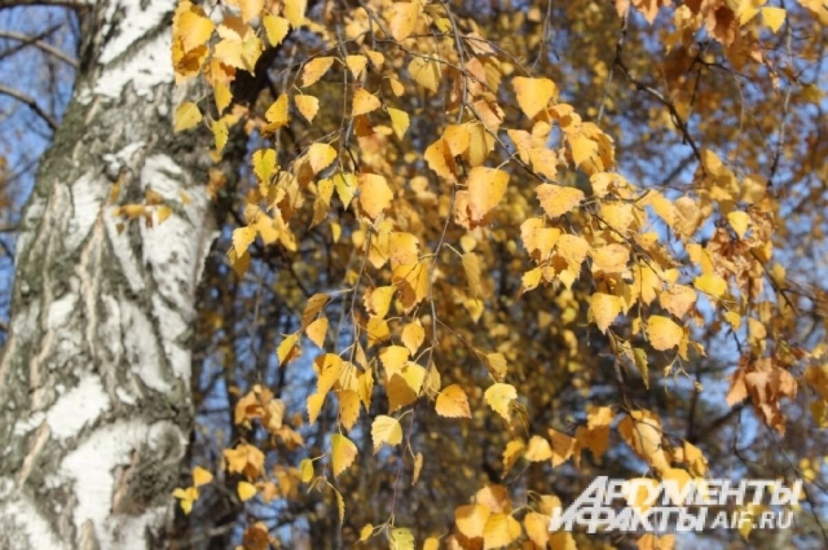    В Пермском крае потеплеет до +20 градусов 15 сентября