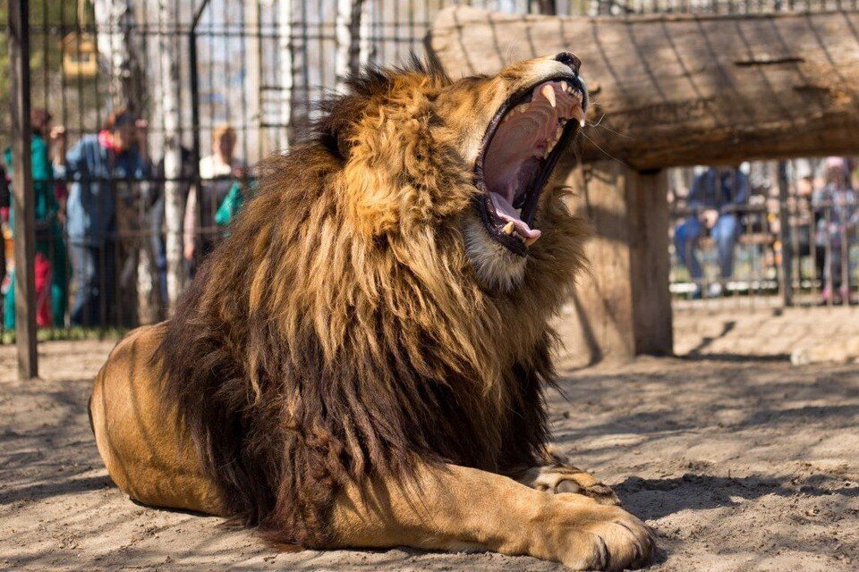     Лев Алтай  Барнаульский зоопарк «Лесная сказка»