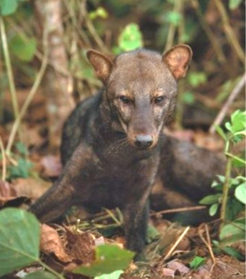 Неуловимый "зорро". Фото: Фото: ispyanimals.com