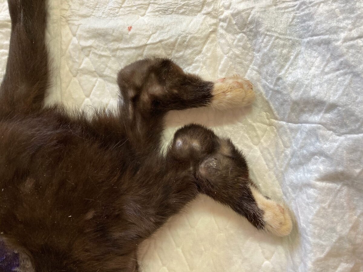 Вот такие ножки у Каси