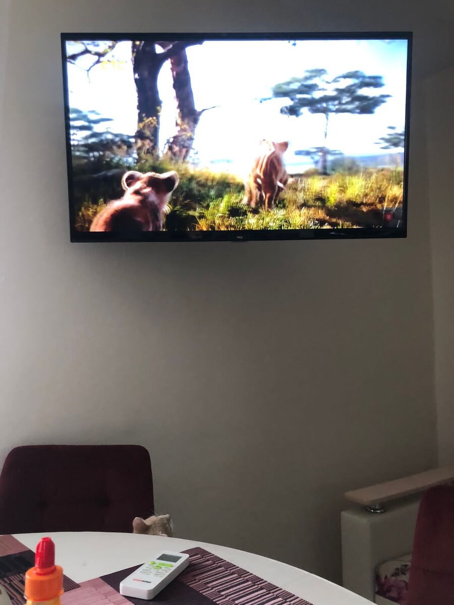 Бусинка смотрит ТВ/фото из личного архива