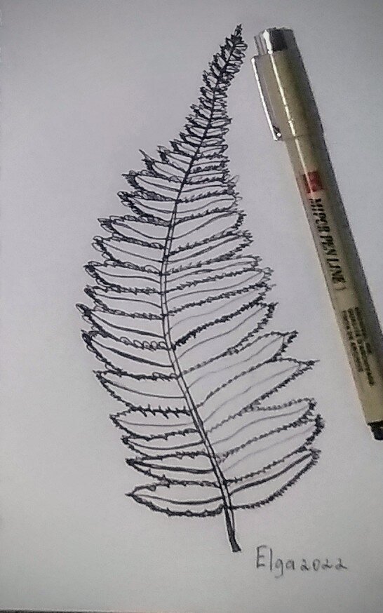 Папоротник