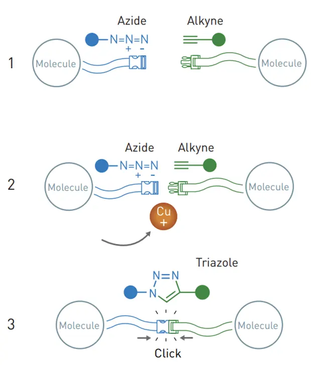Схема реакции азид-алкинового циклоприсоединения. Источник: nplus1.ru