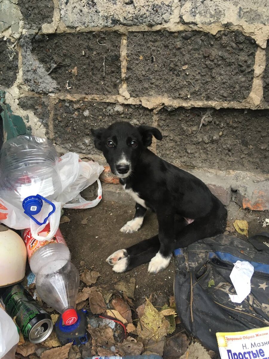 Гаичка в момент когда её нашли.