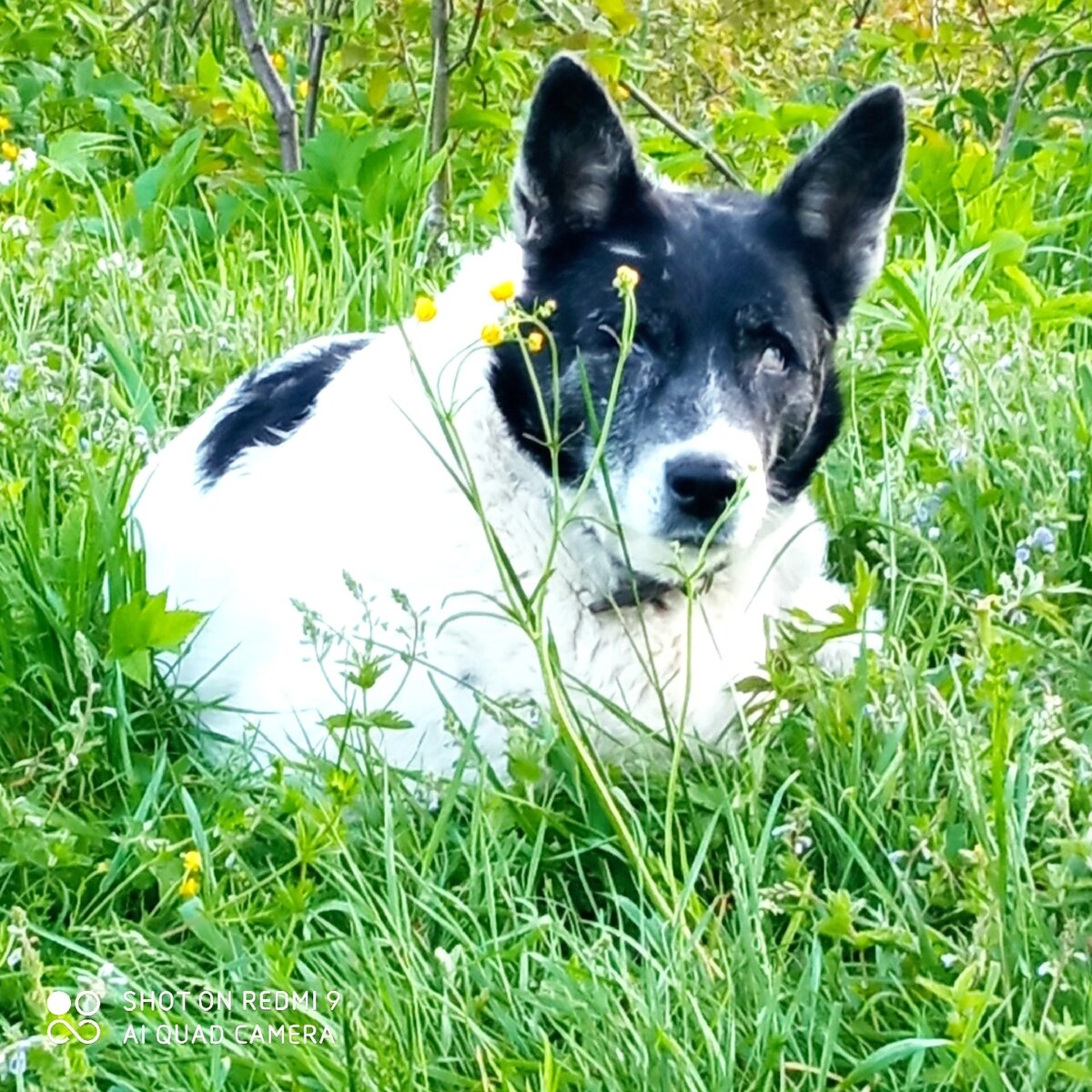 Ослепшая от укусов насекомых, но счастливая и любимая Воля.  Фотография любезно предоставлена владельцем