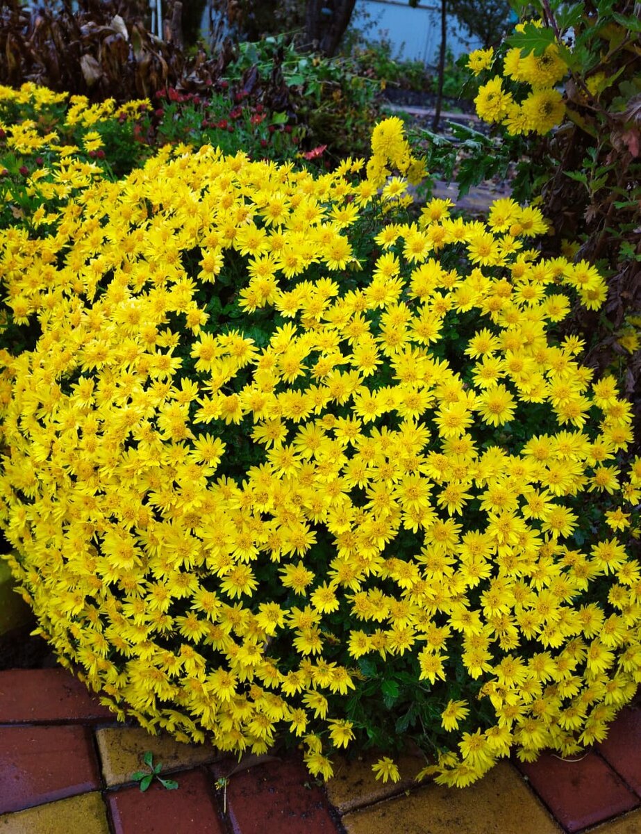 Здесь и далее все фото мои. Дачные хризантемы. Рассадить нужно, мелкие стали