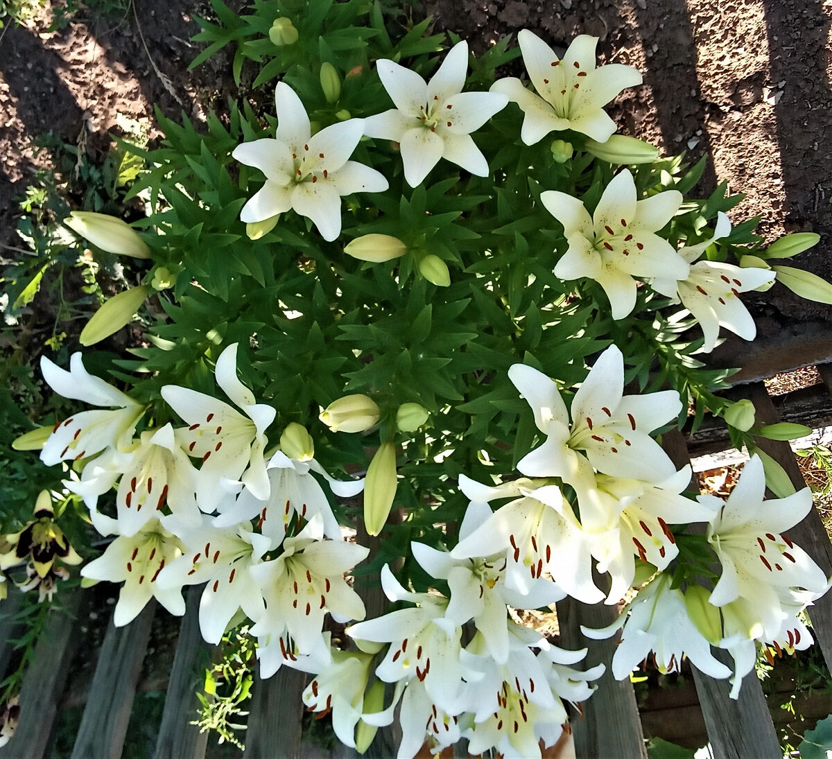 Нежный свет любви. Фото автора канала.