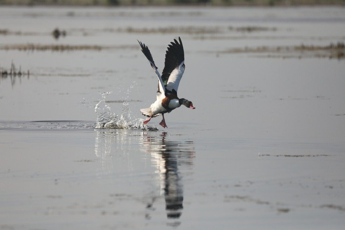 Открытие охоты на зайца 2021. Охота на чибиса. Охотничий сезон. Охота на косулю в омской области. Охота омск.
