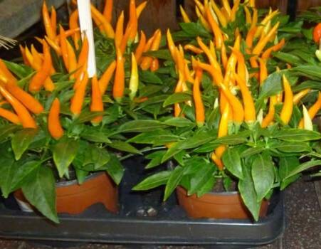 декоративные перчики в горшках