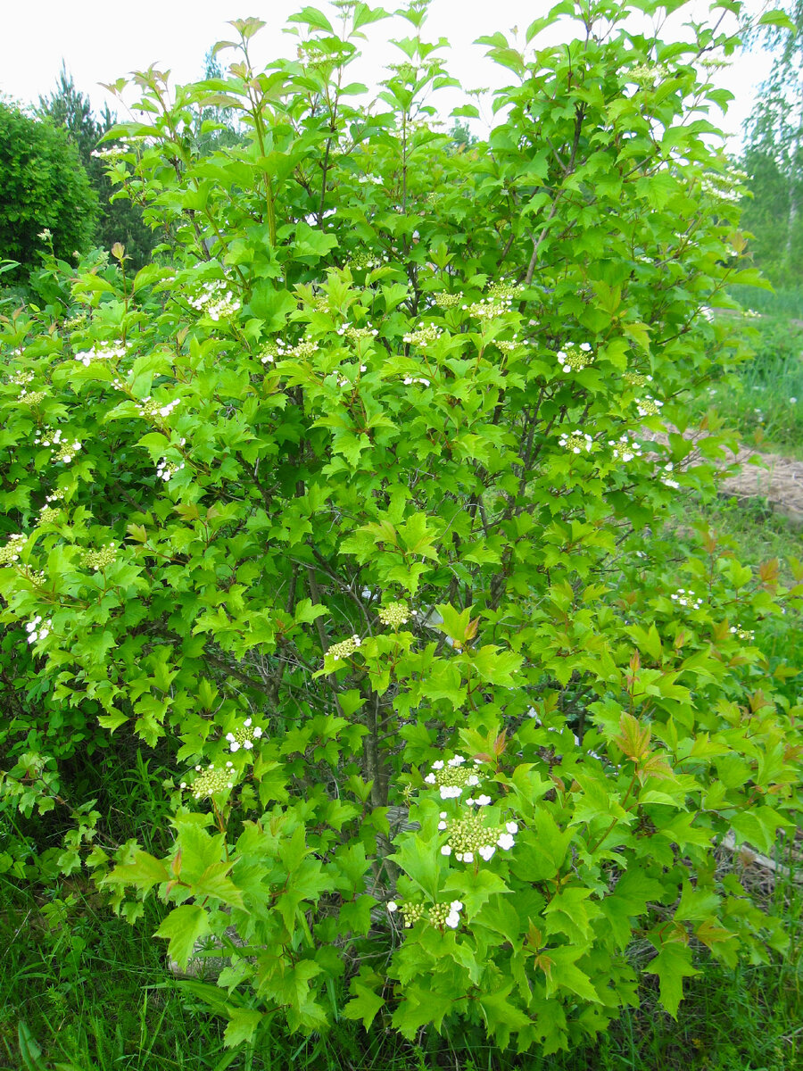 Калина и во время цветения красавица. Хотя и не так эффектно выглядит как бесплодная калина Бульденеж (листайте галерею, чтобы посмотреть)