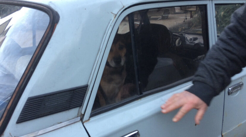 Бориска в машине