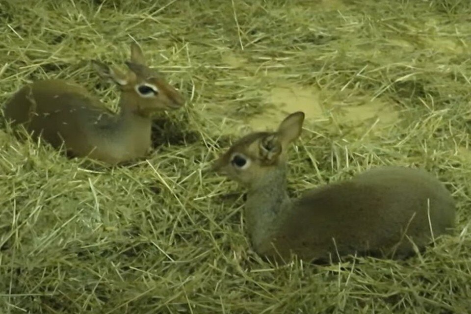     В Новосибирском зоопарке очередное пополнение. Фото: кадр из видео\Анна Новикова
