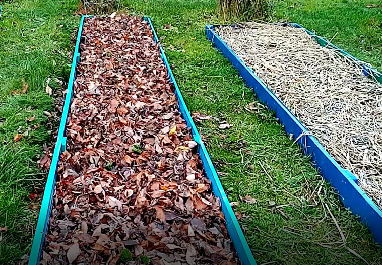 Как защитить плодовые деревья от морозов