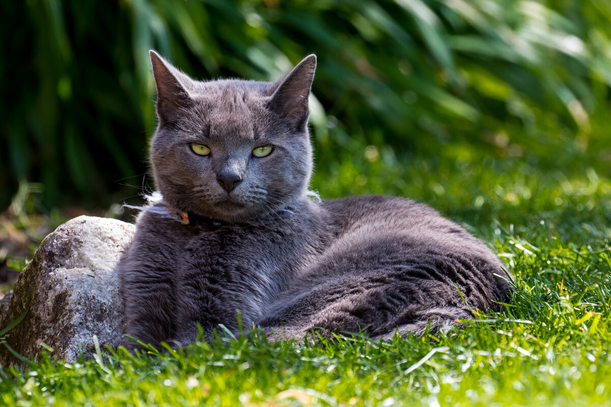 Фото из Яндекс.Картинки