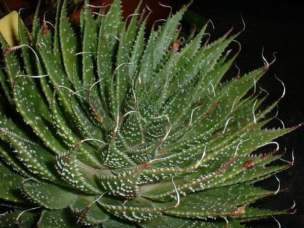 Фото: orchardo.ru