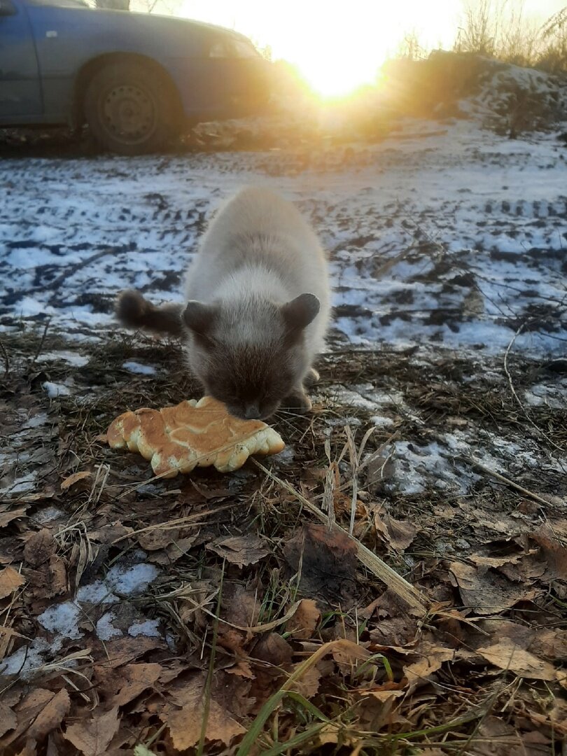 София на свалке