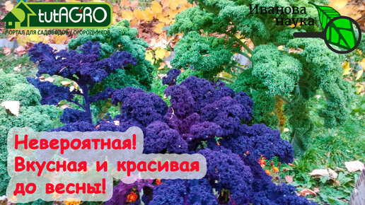 Download Video: ХОТИТЕ ЖИТЬ ВКУСНО и КРАСИВО? Тогда ОНА - для вас! Листовая капуста: выращивание и использование.