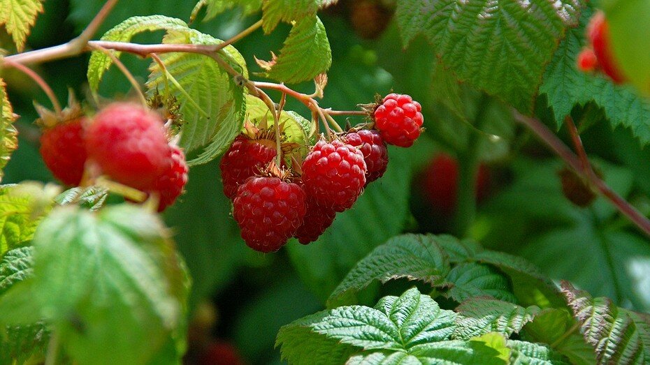 Pixabay