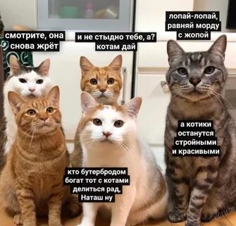 голодные коты