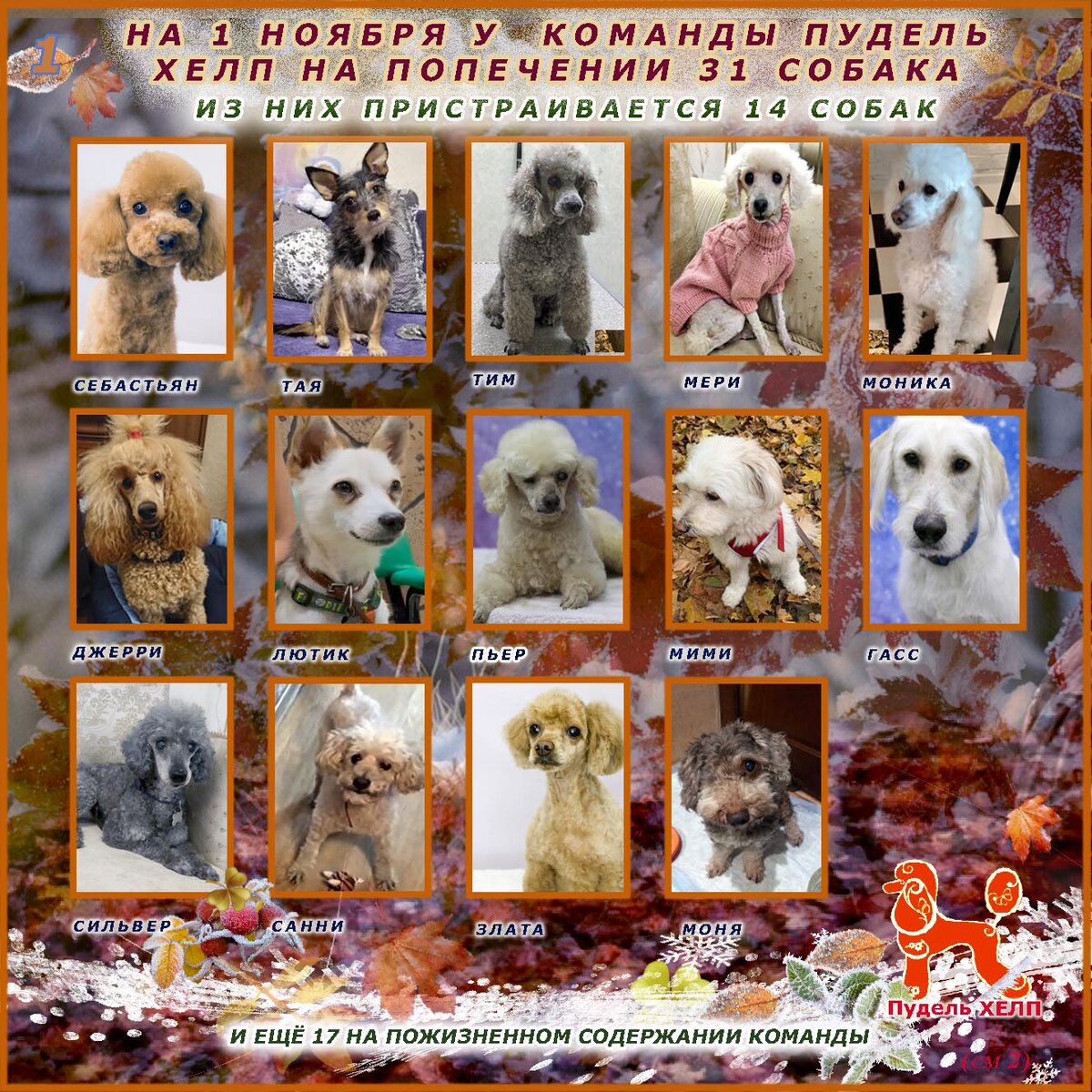 

Собакопад продолжается!
За октябрь в команду  поступило 12!!! Собак. 
Всех приводим в порядок, лечим, ищем дом, закупаем корм, пеленки, лекарства,  ведём соц.сети...
Очень не хватает людей! 
Присоединяйтесь! Будем рады новым людям!!!

Проходят обследования, лечение, реабилитацию и ищут новый дом:

1. САННИ, , 6 лет, 5,2 кг. Умерла хозяйка. Обследуем. Ищет дом.

2. ТИМ,  малый пудель, 16 лет, 13,5 кг , умерла хозяйка. Обследуем, проходит лечение.

3. ТАЯ, московский дракон, 2 года, 4 кг. Найдена на улице. Ищет дом.

4. МОНИКА, малый пудель, 10 лет, 7 кг. Передана команде. Обследуем, ищет дом.

5. МИМИ, метис , 3 года, 7 кг. Умерла хозяйка, сын привязал к дереву во дворе. Обследуем, ищет дом.

6. МОНЯ, метис, возраст 12+, 5,5 кг. Вернули в команду с невнятным объяснением. Проходит лечение.

7. МЕРИ, той пудель, 8 лет, 2,5 кг. Найдена на улице. Пролечена, стерилизована, ищет дом.

8. ДЖЕРРИ, малый пудель, 2 года, инвалид, родовая травма, недержание туалета. Проведены операции, ищет дом.

9. ЛЮТИК, метис чихуахуа, 2 года, 3,5 кг., Жил на улице,  дирофиляриоз. Проходит лечение и ищет дом.

10. СЕБАСТЬЯН,  1год  10 месяцев . Инвалид, атланто аксиальная нестабильность шейных позвонков. Проходит лечение.

11. ПЬЕР, карликовый пудель, возраст  10+ , найден на улице. Слепой.  Ищет дом.

12. ГАСС,  лабродудль, 1год и 6 месяцев, проходит лечение.

13. СИЛЬВЕР,  малый пудель, 10 лет, 8 кг , продавали  члена семьи на Авито. Пролечен, кастрирован. Ищет дом.

14. ЗЛАТА, карликовый пудель , 5 лет, 14,2 кг., отдана из разведения. Пролечена, стерилизована. ( уже дома)

🚨 Плюс НАШ ДОМ ПРЕСТАРЕЛЫХ!!! 
На пожизненном кураторстве команды СЕМНАДЦАТЬ собак‼️😱 И с каждым месяцем непристраеваемых стариков все больше и больше 😭😭😭

БУДЕМ БЛАГОДАРНЫ ЗА ЛЮБУЮ ПОМОЩЬ!!!🙏
📌Карта СБ 4276 3801 0014 4851 (Татьяна Феликсовна К.) 
📌Альфабанк 4261012630532910 Ивета Б
📌Карта ВТБ 5368 2902 4907 5138 (Елизавета Олеговна К.)
📌Тиньков
5536914006637783
Ивета Б.
Любые вопросы по телефонам:
☎️8-925-772-15-37 Елизавета
☎️8-965-377-01-32 Ивета


