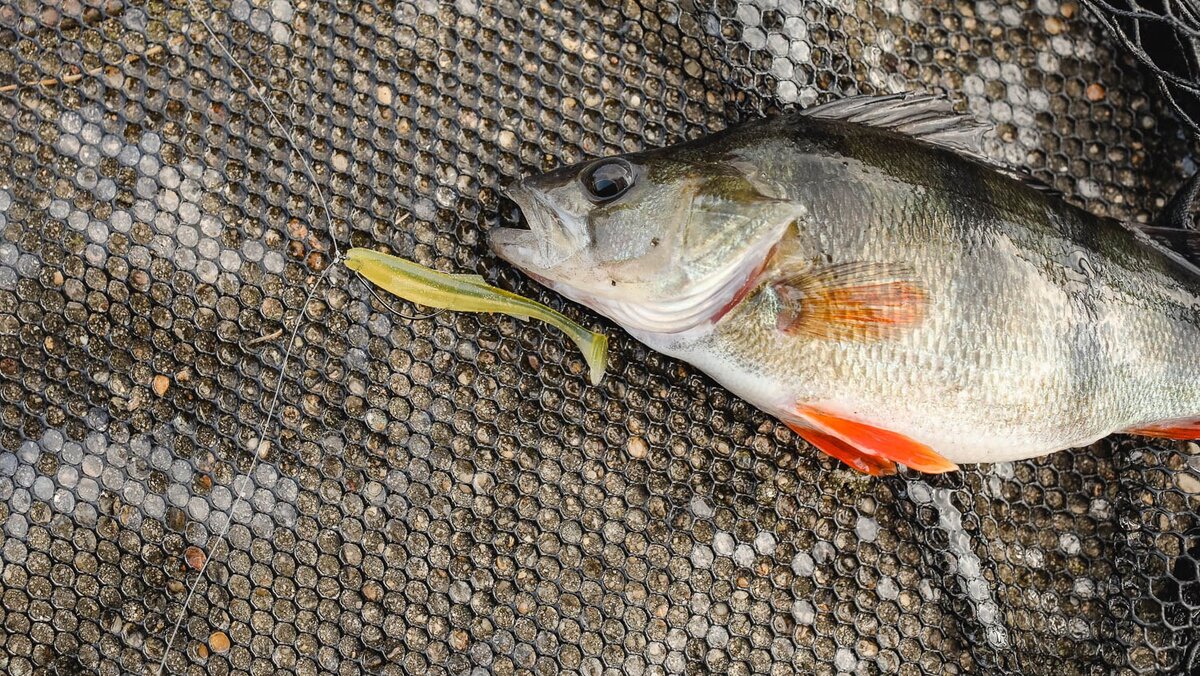 Дроп-шот поздней осенью эффективнее джига