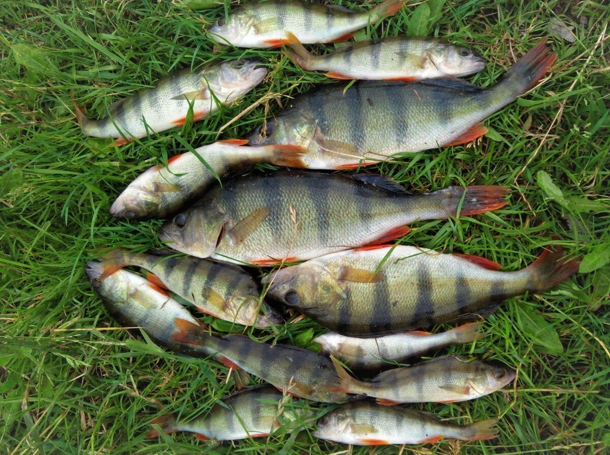 А вот и фото самой блесны