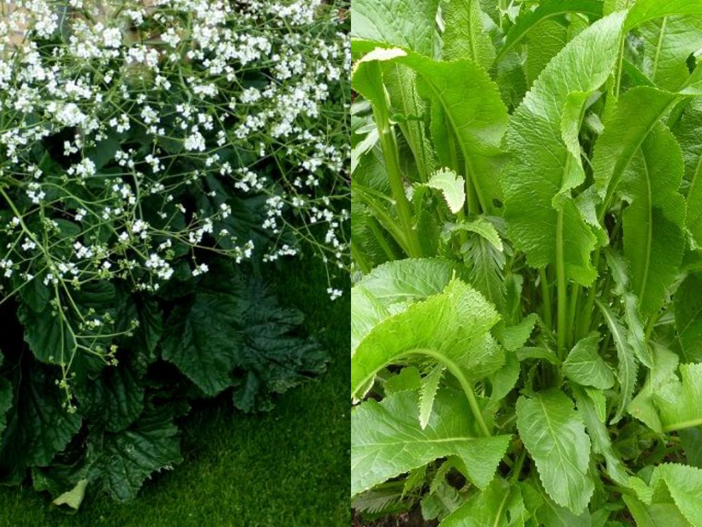 катран и хрен