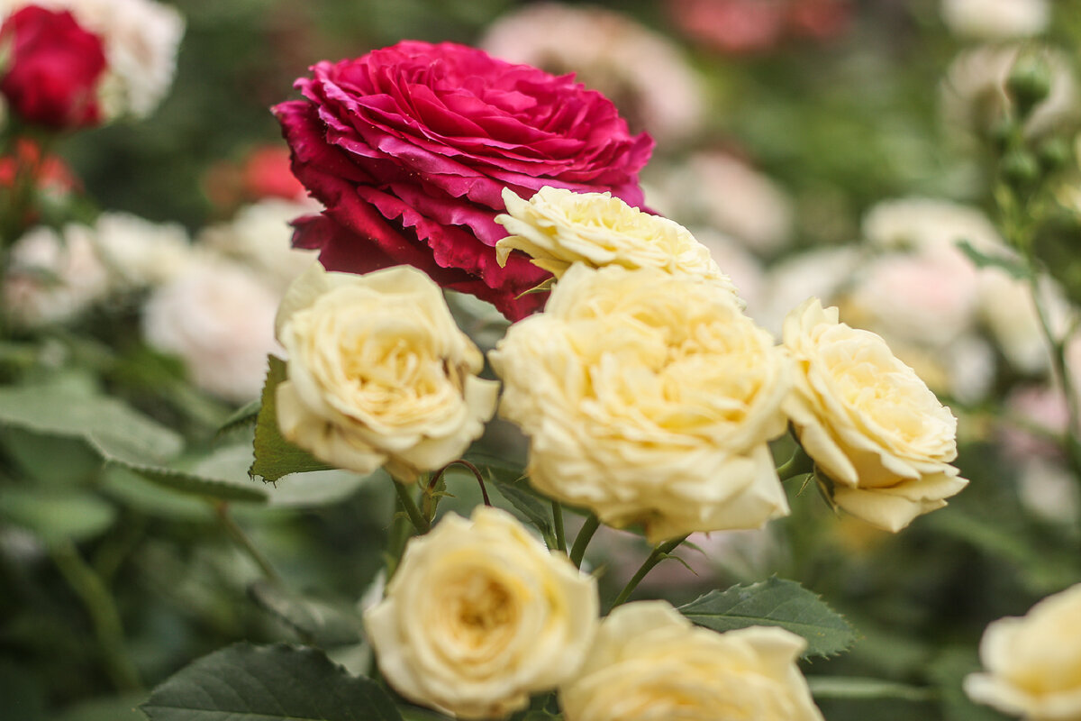 Casteu Gombert. Касто Гомбер 