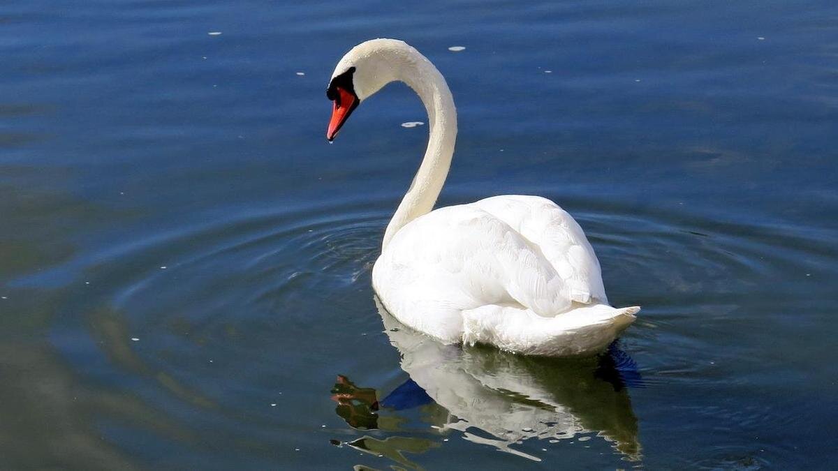    Лебедь в воде:pexels.com