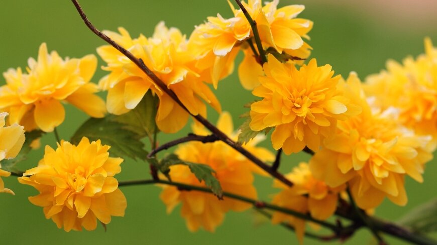 При благоприятных условиях кустарник может зацвести ещё раз