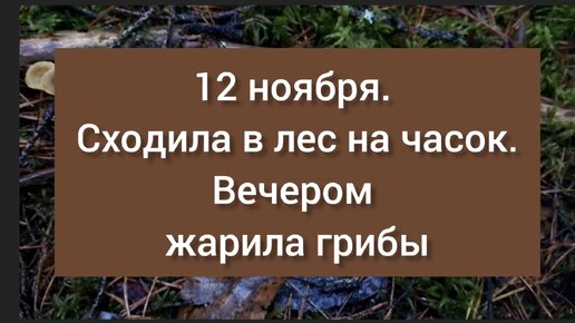 Вечер в Шишкином Лесу. Загадкино. Грибы — Video | VK