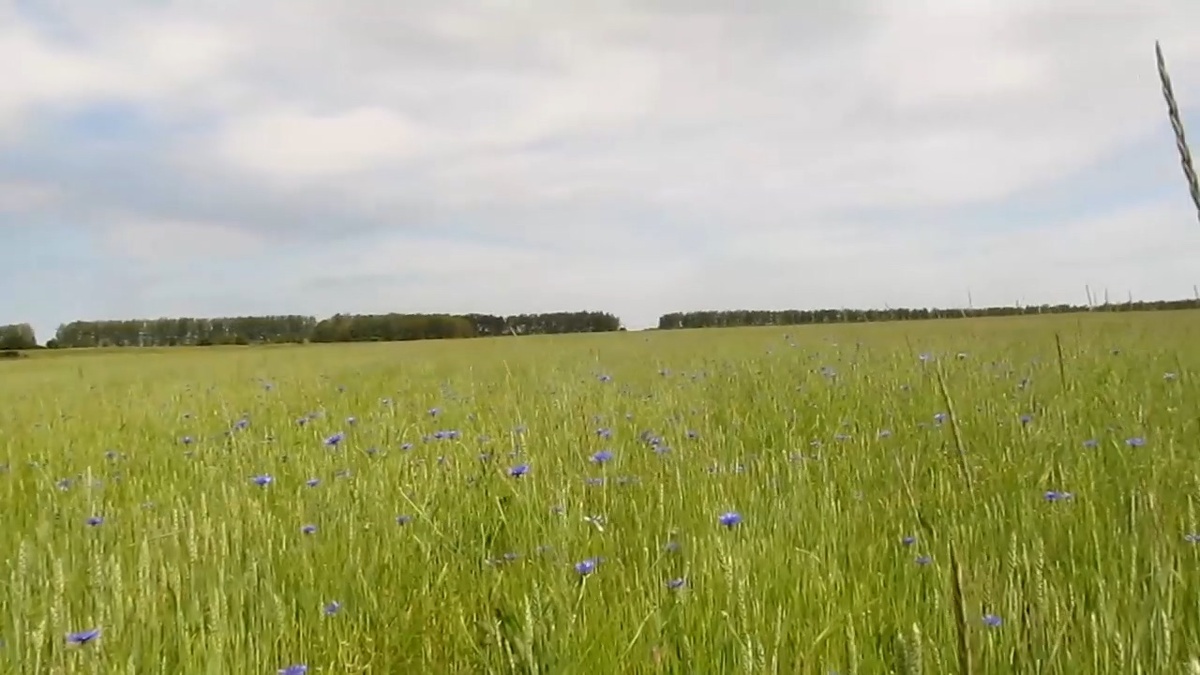  Василёк полевой.